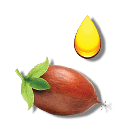 JOJOBA OIL JOJOBA OIL